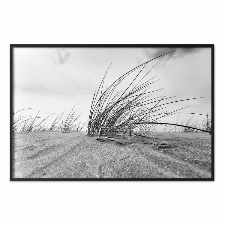 Caña de mar - paisaje blanco y negro con vegetación en la arena