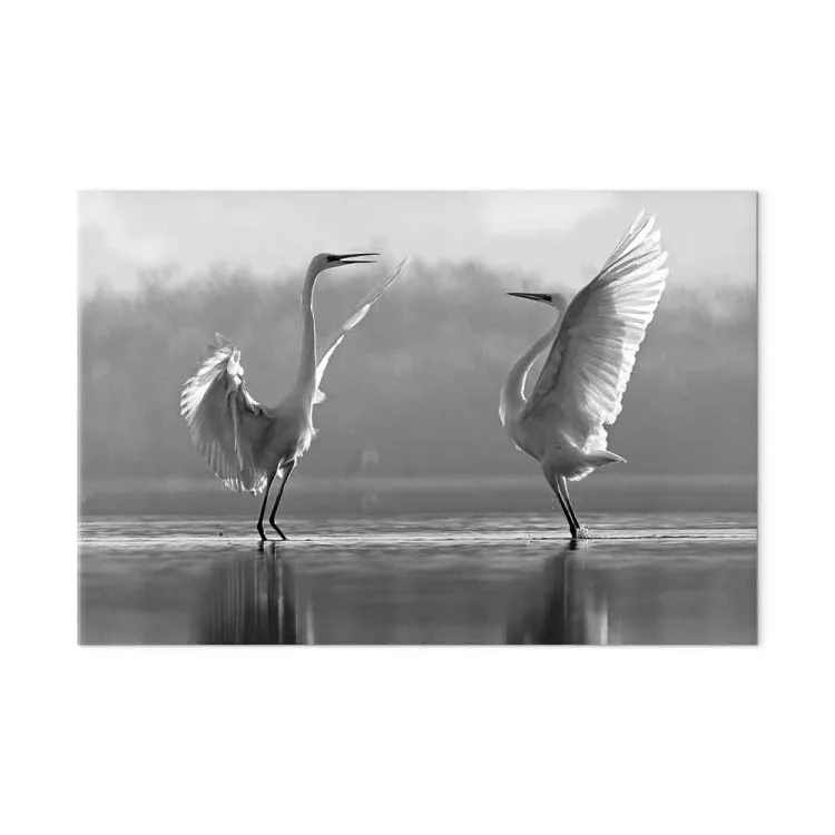 Danza de amor de aves (1 parte) - cisnes blancos reflejados en agua