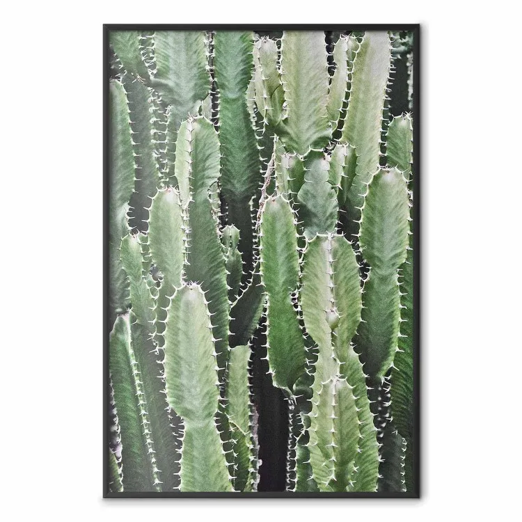 Jardín de cactus - composición de plantas espinosas