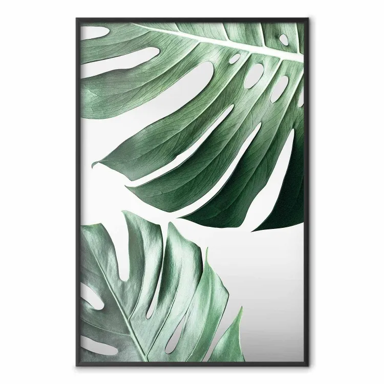 Hojas de Monstera - composición de plantas tropicales