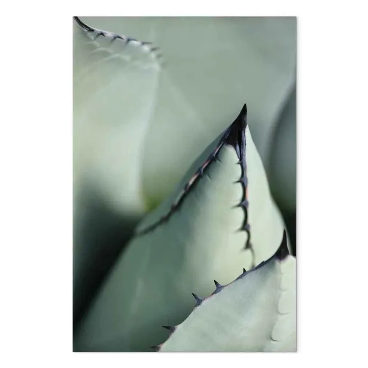 Suculento verde - un detalle espinoso del elemento de la naturaleza
