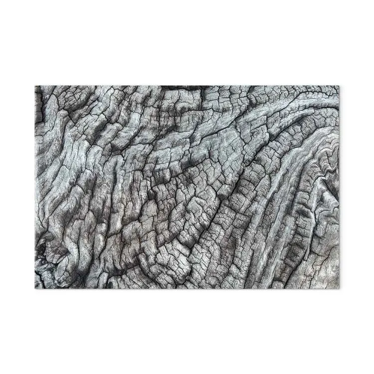 Corteza de árbol - estructura de naturaleza color gris monocromático