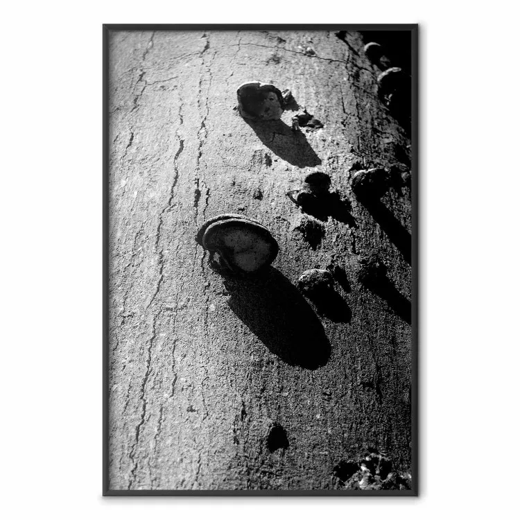 Fragmento de bosque - fotografía árbol hongo corteza