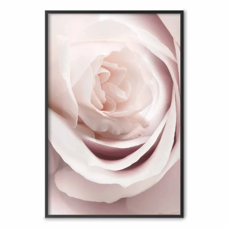 Rosa de porcelana - planta rosa claro con hermosa flor de rosa fresca