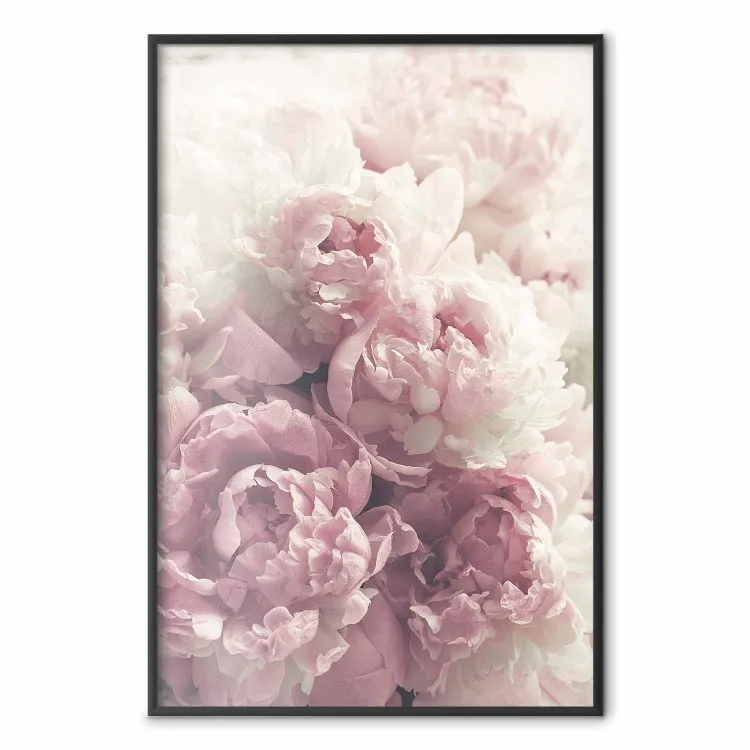 Peonías delicadas - paisaje de campo con flores blancas y rosas