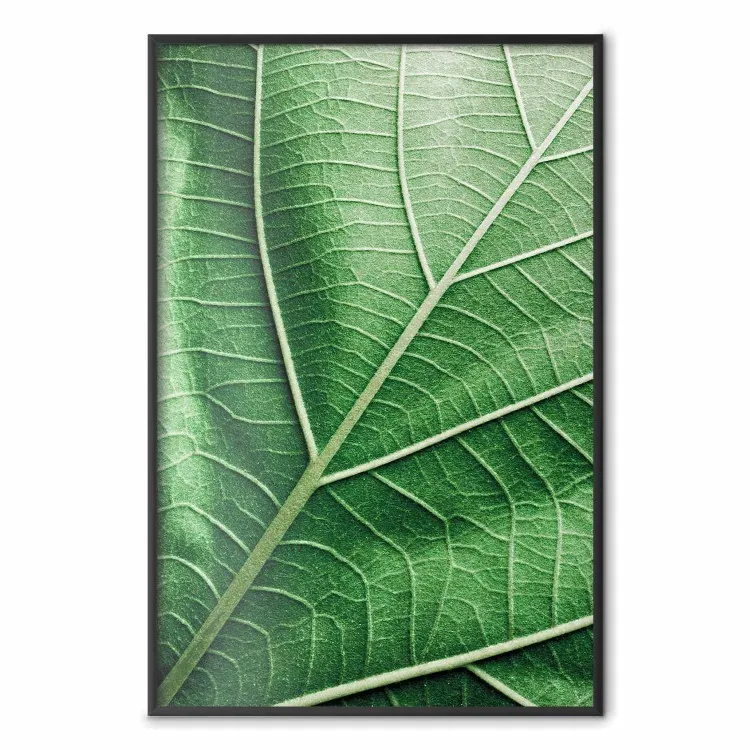 Hoja de malaquita - hoja verde con detallada textura de cerca