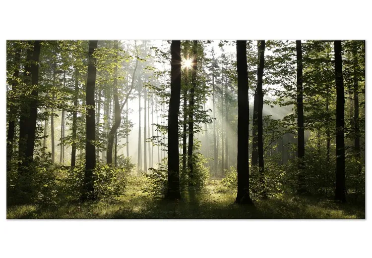 Bosque: Maravillosa mañana II