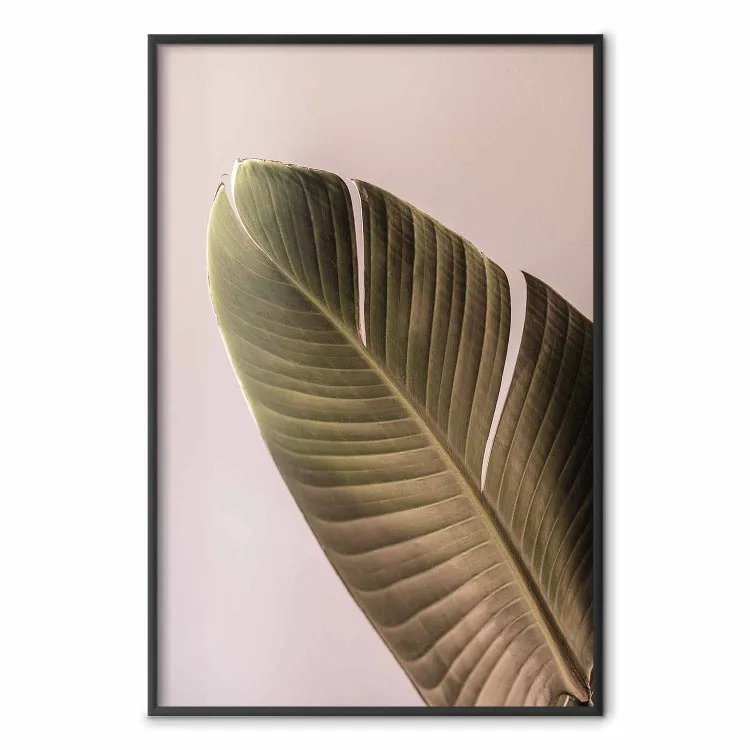 Atmósfera bananera - hoja tropical de plátano en fondo rosa