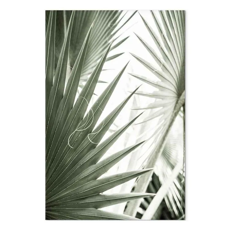 Agujas de plantas - imagen de plantas exóticas afiladas en verde frío
