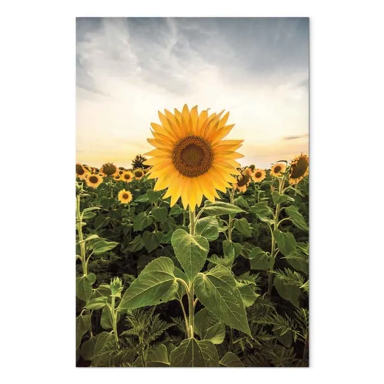 Campo de girasoles (1 pieza) vertical - paisaje primaveral de prado