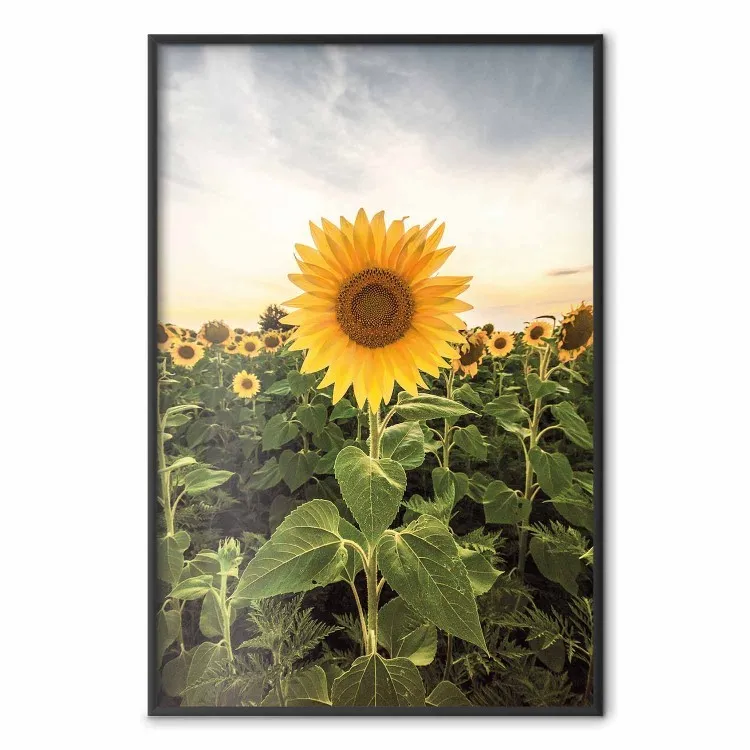 Campo girasoles - prado amarillo cielo despejado