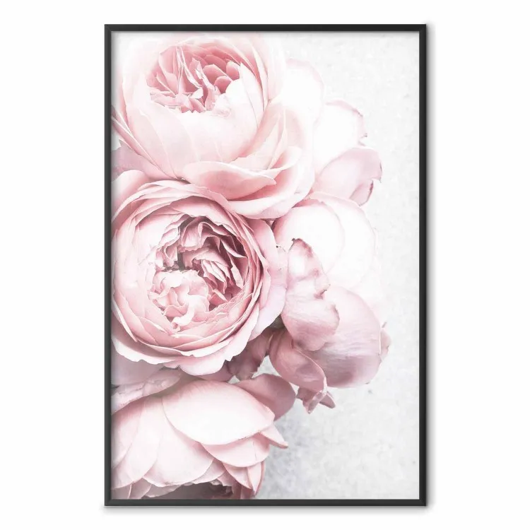 Aroma rosa - flores rosas sobre fondo claro