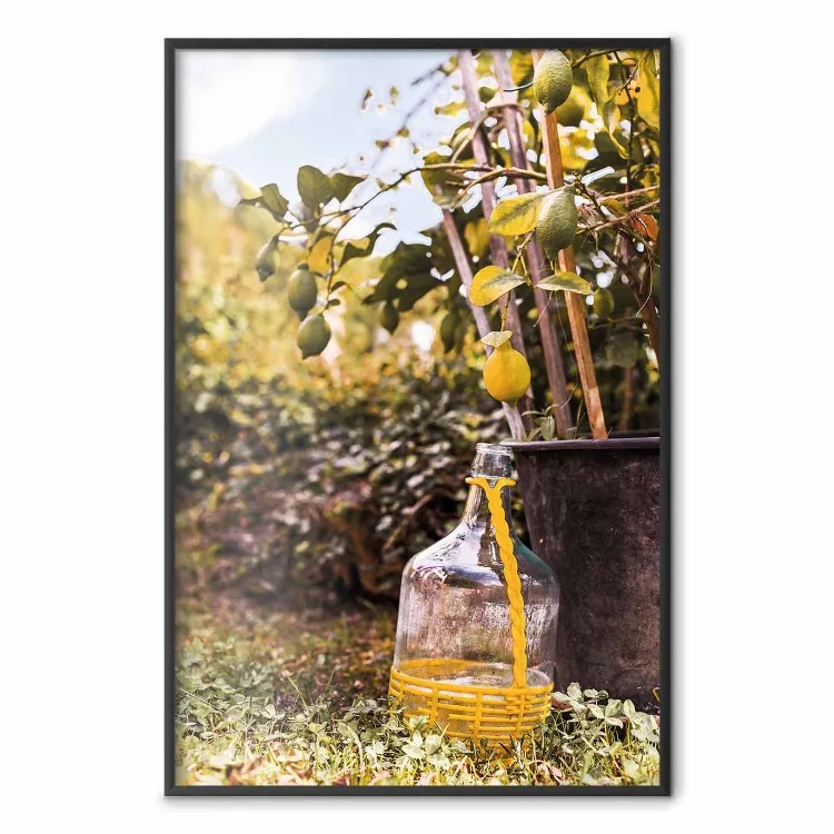 Cosecha limones - plantas en flor