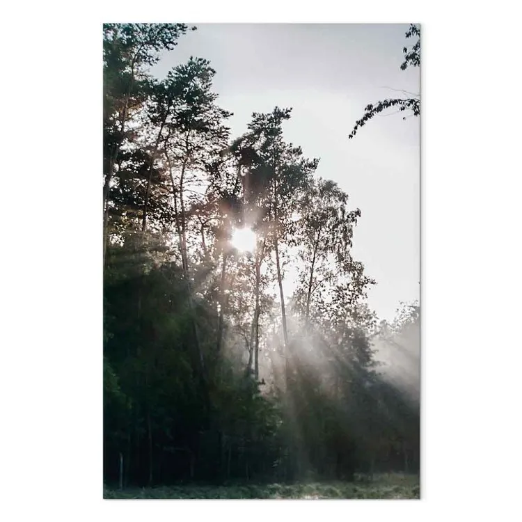 El sol se abre paso entre los árboles - foto de un paisaje forestal