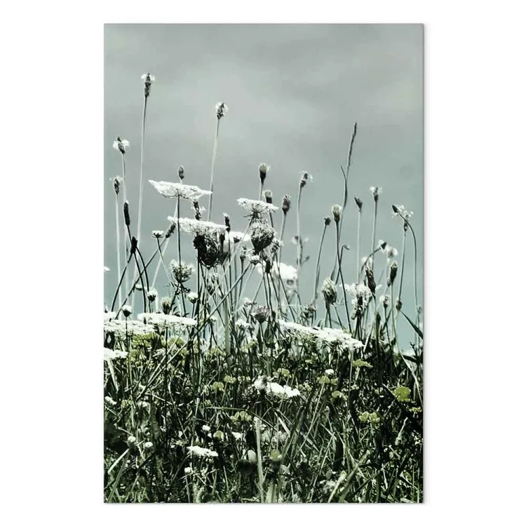 Campo de amapolas blancas - foto de paisaje con cielo gris de fondo