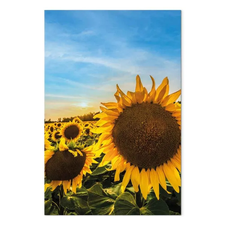 Flores de la paz (1 parte) - girasoles en un campo extenso