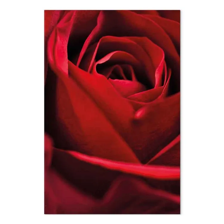 Flor roja (1 parte) - acercamiento a delicados pétalos de rosa