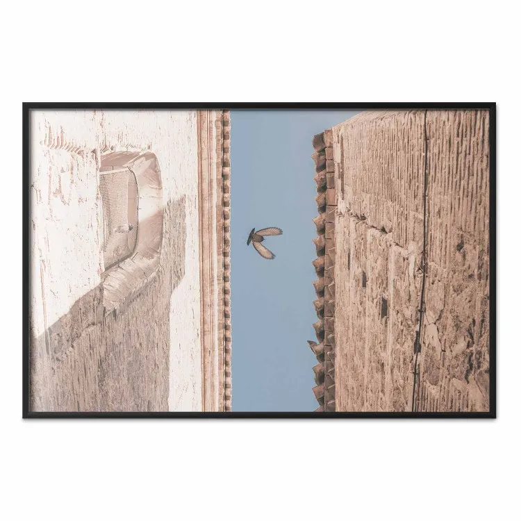 Pájaro urbano - una paloma volando entre dos edificios