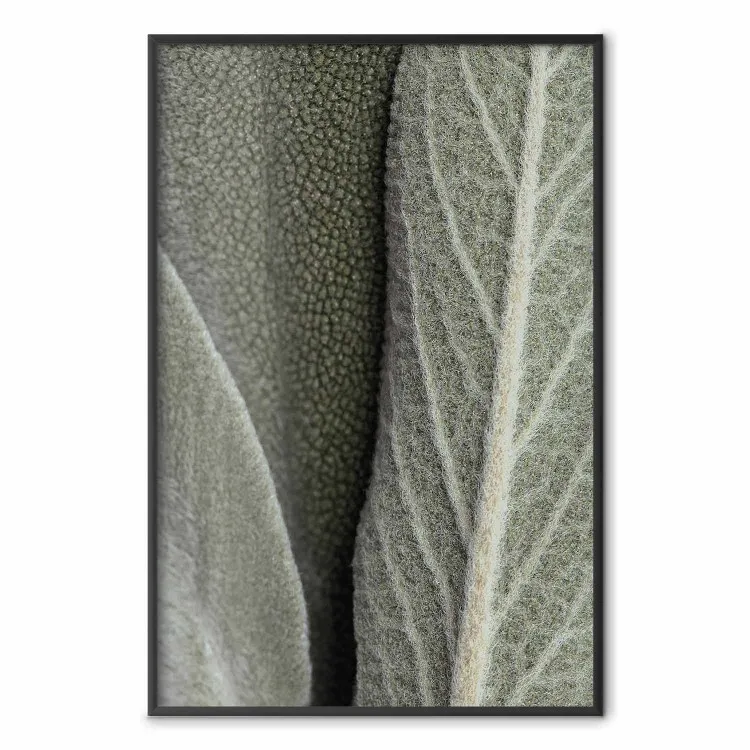 Planta de salvia - detalle de hojas rugosas