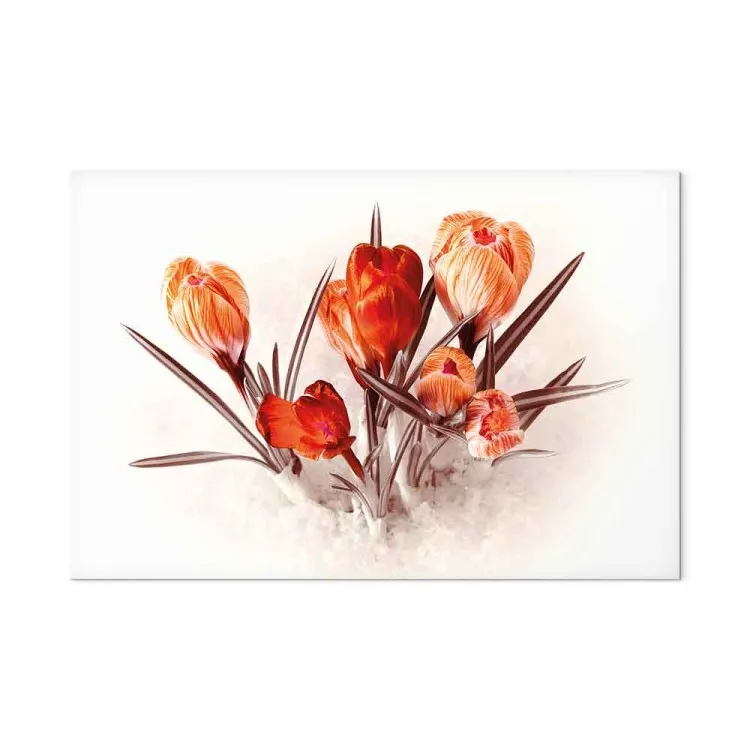 Crocus rojos (1 parte) - un ramo romántico de flores primaverales